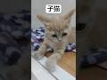 子猫は、いつ見てもいいなぁ〜#ねこ #ねこのいる生活