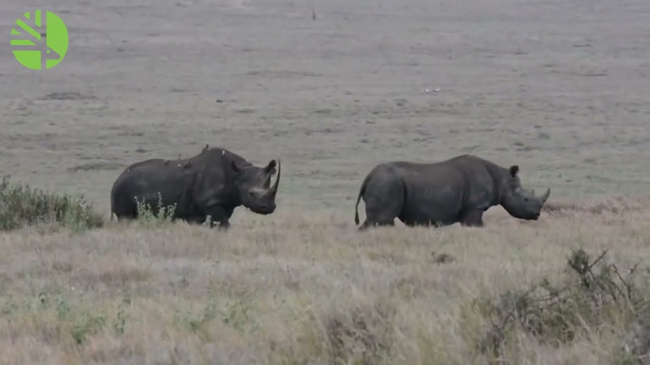 Toronto Zoo Beyond Borders