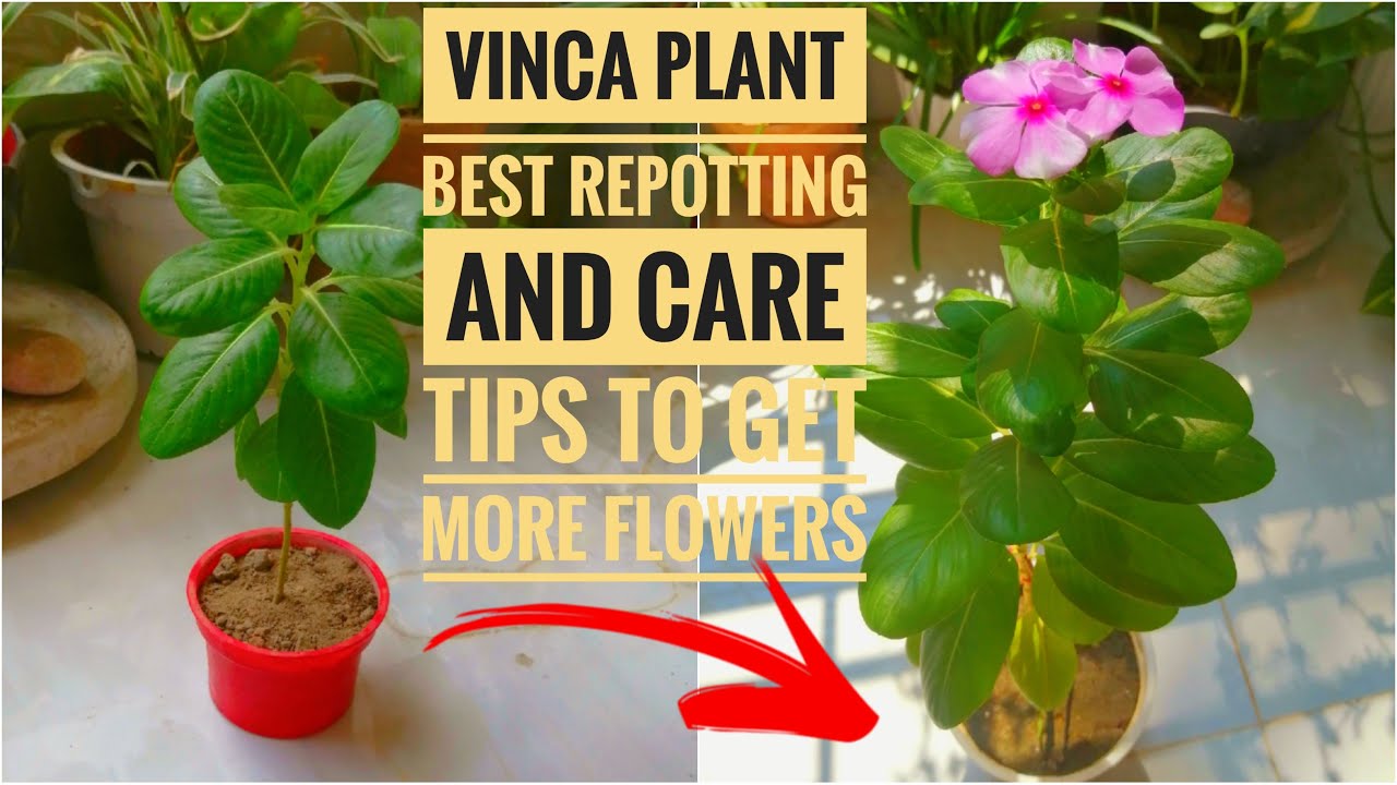 Vinca Plant Best Repotting Sadhabahar Care And Tips To Get To More
