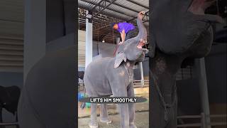 The Amazing Bond Between The Keeper And Elephant