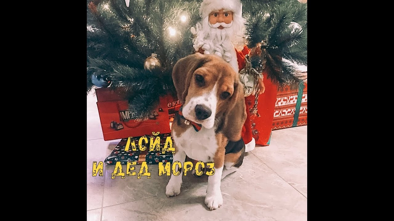 Первая Встреча Нового Года