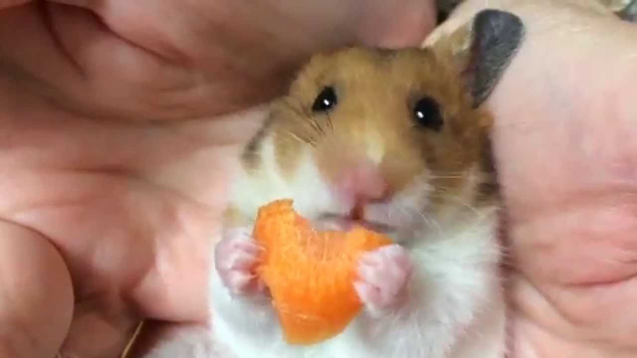 ゴールデンハムスターのミケちゃんとにんじん Hamster Loves Carrot 5 Youtube