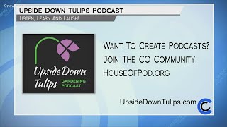 Upside Down Tulips - June 10, 2021