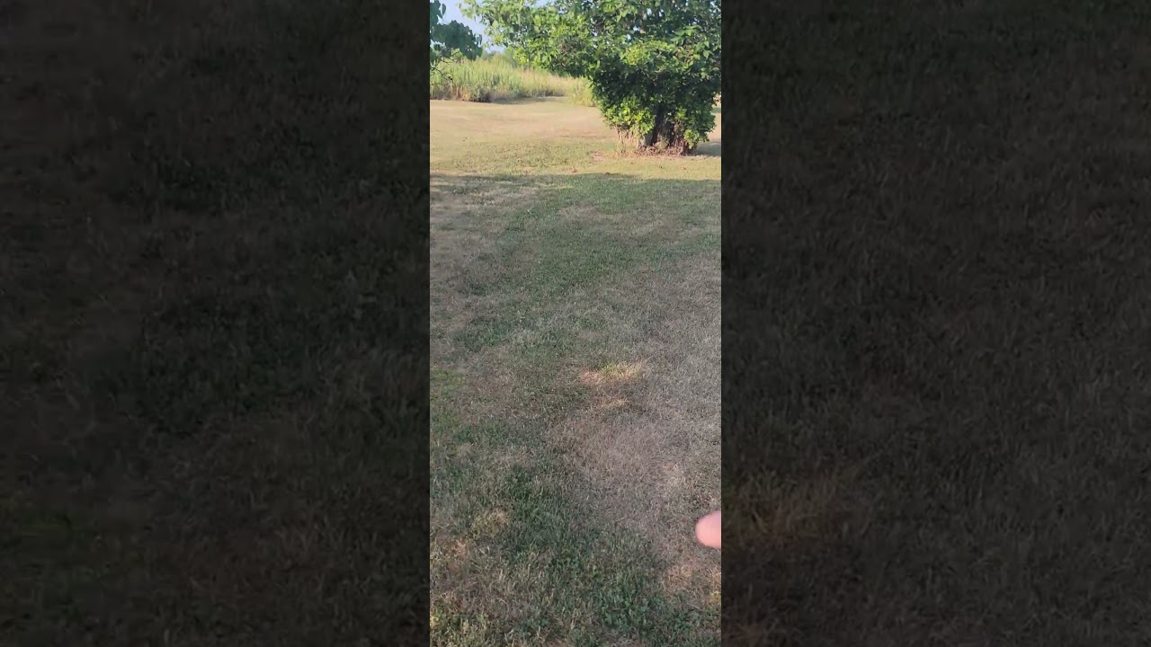 Гоняюсь за детенышем дикого бурундука, чтобы покормить его 