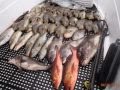 4-Hour Spearfishing Haul in Palau