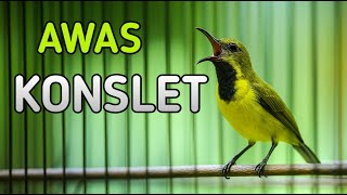 Download Lagu Awas sogonmu konslet, sogon gacor bikin lawan ngamuk konslet MP3