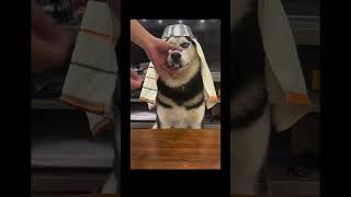 Husky Shows Off His Hilarious Teeth—Too Funny! #FunnyHusky #HuskyTeeth #GoofyDog #Husky #doggie Husky Shows Off His Hilarious Teeth—Too Funny! #FunnyHusky #HuskyTeeth #GoofyDog #Husky #doggie