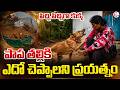 తల్లి కి ఎదో చెప్పాలని కుక్క ప్రయత్నం | Kakinada Jahnavi Missing Case: Dog Behavior | SumanTV