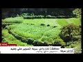 اليمن ذمار