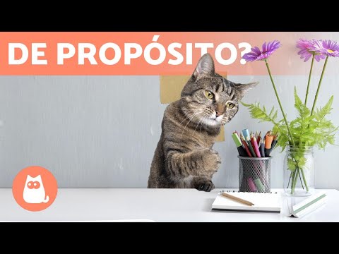 Vídeo: Por Que Os Gatos Derrubam As Coisas? - Por Que Os Gatos Acabam Com As Coisas Da Mesa?