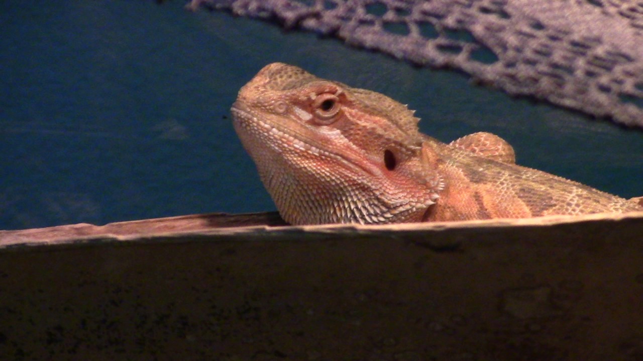 Aries Juvenile Bearded Dragon YouTube