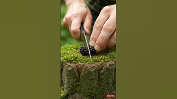 Blackberry Cutting ASMR | Soft, Juicy & Gentle Slicing