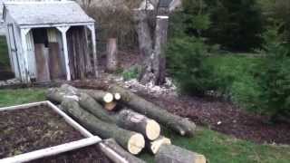 Silver Maple Removal - Worthington