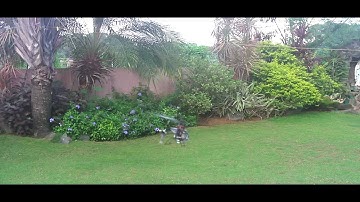 Eflite Blade MSR with the Walkera 4#3 Head - Outdoor Flight 2