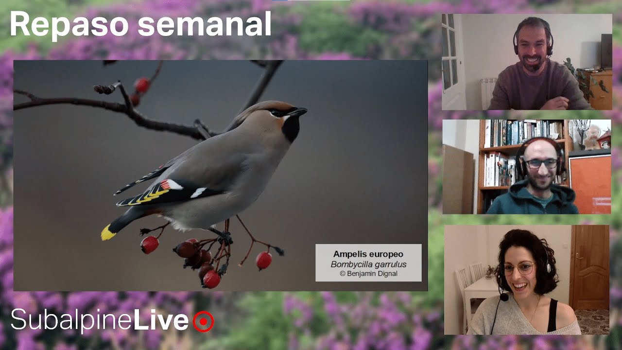 SubalpineLive P10T2 (14/12/22): C. cyaneus x macrourus + L. delawarensis vs. canus + Laura Rollán