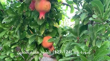 سورة طه  124 127  الشيخ هيثم الدخين