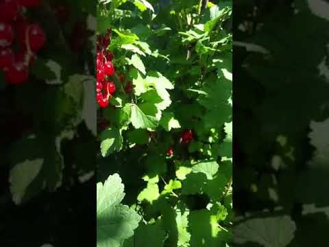 Video: Սև հաղարջ տնկելը (15 լուսանկար). Ինչպե՞ս ճիշտ տնկել: Երբ գարնանը տնկիներ տնկել Մոսկվայի մարզում և այլ շրջաններում: Ինչպիսի՞ հող է սիրում հաղարջը: