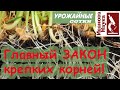 ЭТО заставляет расти КОРНИ как положено!!!!! Закон больших корней!