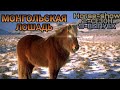 🐴Horse-show 🐴 2-СЕЗОН 9-ВЫПУСК (МОНГОЛЬСКАЯ ЛОШАДЬ)