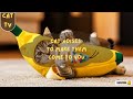 Cat Noises to Make Them Come to You Instantly 😻 | Magic Sounds Your Cat Can’t Resist 🐾