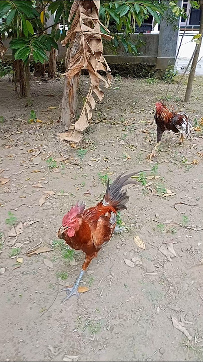 h3b0h ayam pama kud4 l4riii yg t4matkan karir ayam bangkok milik tetangga rumah !!!