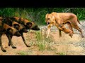 الأسود والكلاب البرية وصراع البقاء حيوانات أفريقيا المفترسة