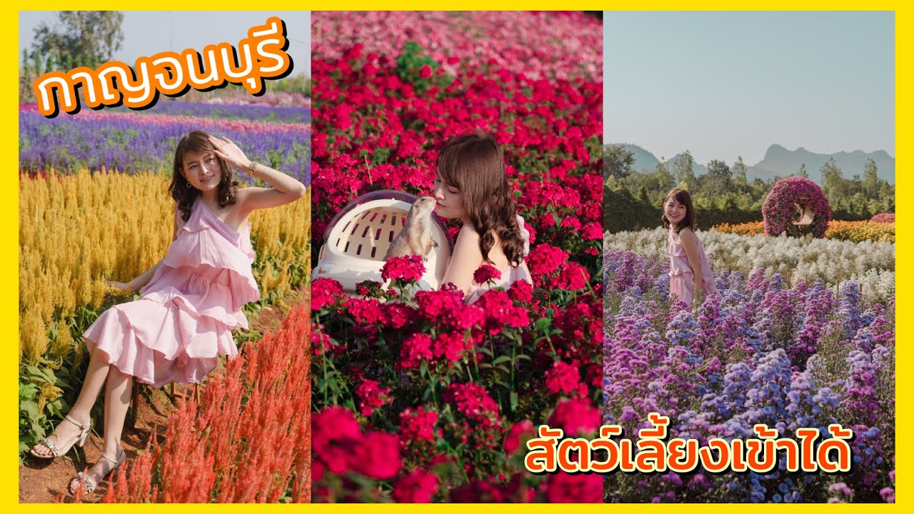 เที่ยวสวนดอกไม้ Maple gardens กาญจนบุรี หมาเข้าได้ ไปกับอั่งเปา แพรี่ด็อก | Pimol Channel