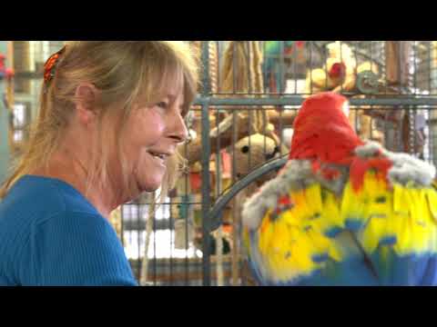 Video: Parrot Rescue pieprasa īpašu apņemšanos