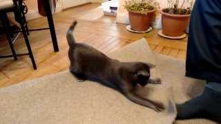 Kitten playing in slow motion by polakpola 233 views 9 years ago 2 minutes, 7 seconds