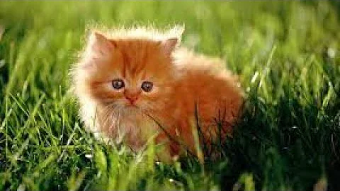 Video 505901: persian cat kitten, semi punch kitten, healthy kittens
