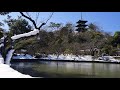 なごり雪 白鳥英美子 横浜 三渓園 雪 桜