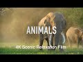 Animals 4k  scenic peace relaxation film calming music