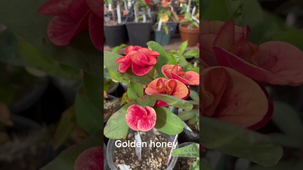 Visita a Jardín para Mamá 😍#coronadecristo ##euphorbiamilii #@JardínParaMamá 