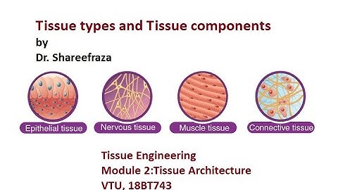 Tissue Engineering, Module 2, Tissue types  and Tissue components #vtu #tissueengineering