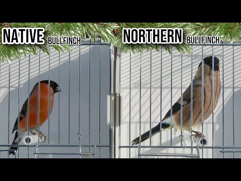 Video: Bullfinch: foto dan penerangan. Bullfinch: perihalan burung untuk kanak-kanak