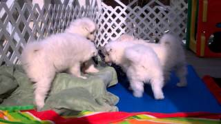 Samoyed Puppies:  Playing Keep-Away (7 weeks old) by SamoyedMoms 5,309 views 8 years ago 5 minutes, 40 seconds