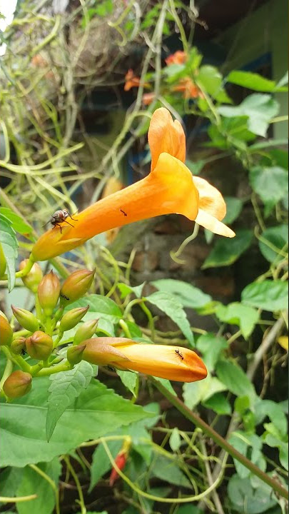 Trumpet Creeper Ornamental Flowers | #Short| Subscribe for More!