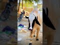 🐄✨ Royal Qurbani Look | MashaAllah Healthy & Beautiful 🌙👑#eiduladha #viral #qurbani2026 #cute #fyp