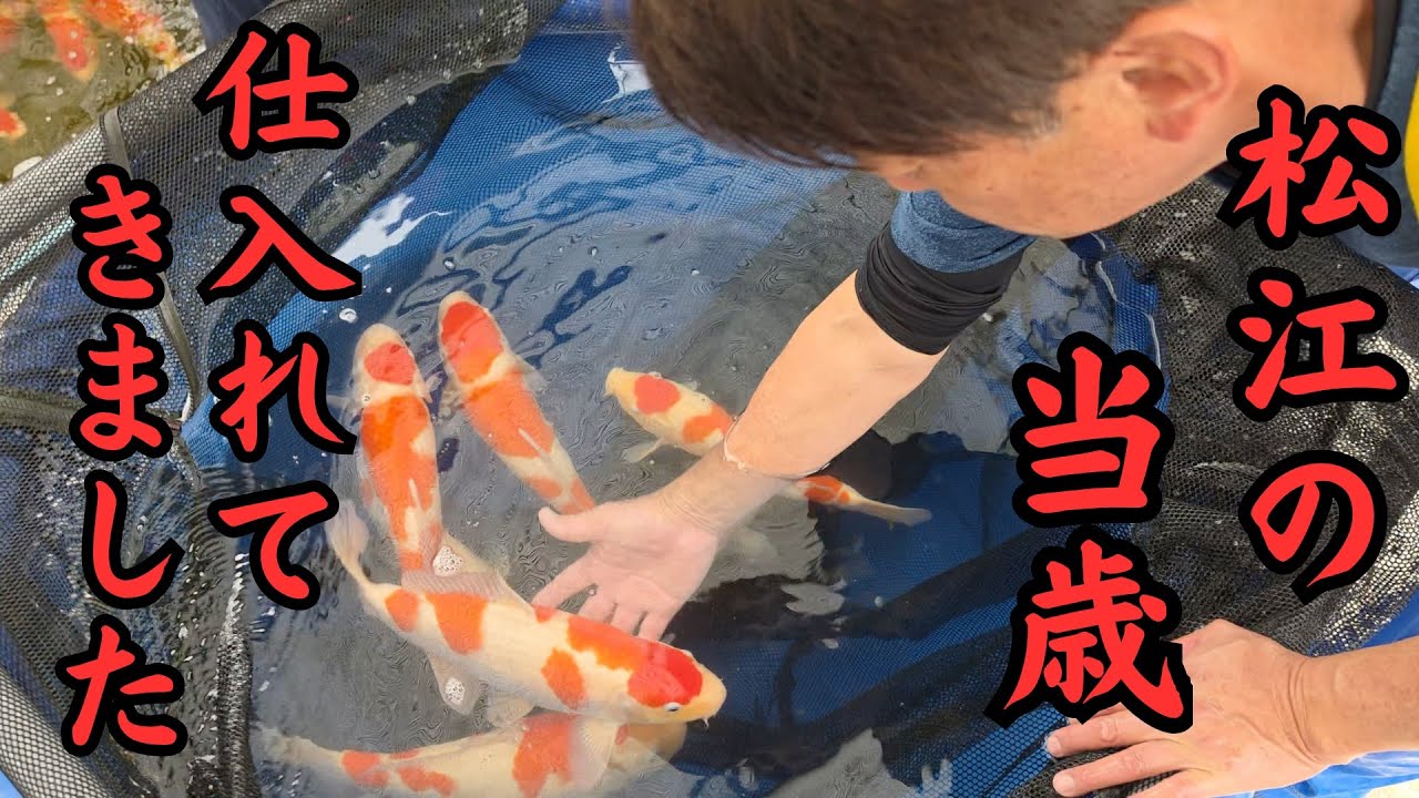 【GW丸筑売り出し＆オフ会】松江産のナイスジャンボ紅白を仕入れてきました♪