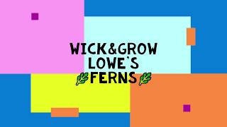 Wick & Grow I Lowe's I Are you a fern killer?