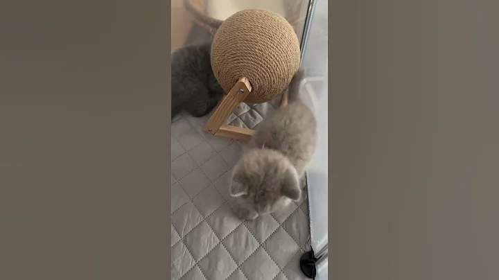 Watch the video about Pure breed British shorthair kittens #music #cat #britishblue #kitten #cute #cutecat #catlover #yt