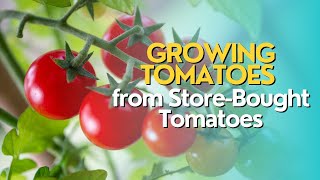 Growing Tomatoes from Store-Bought Tomatoes