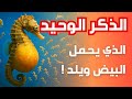 أسرار فرس البحر الذكر الذي يحمل البيض ويلد