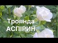 Все про троянду Аспірин
