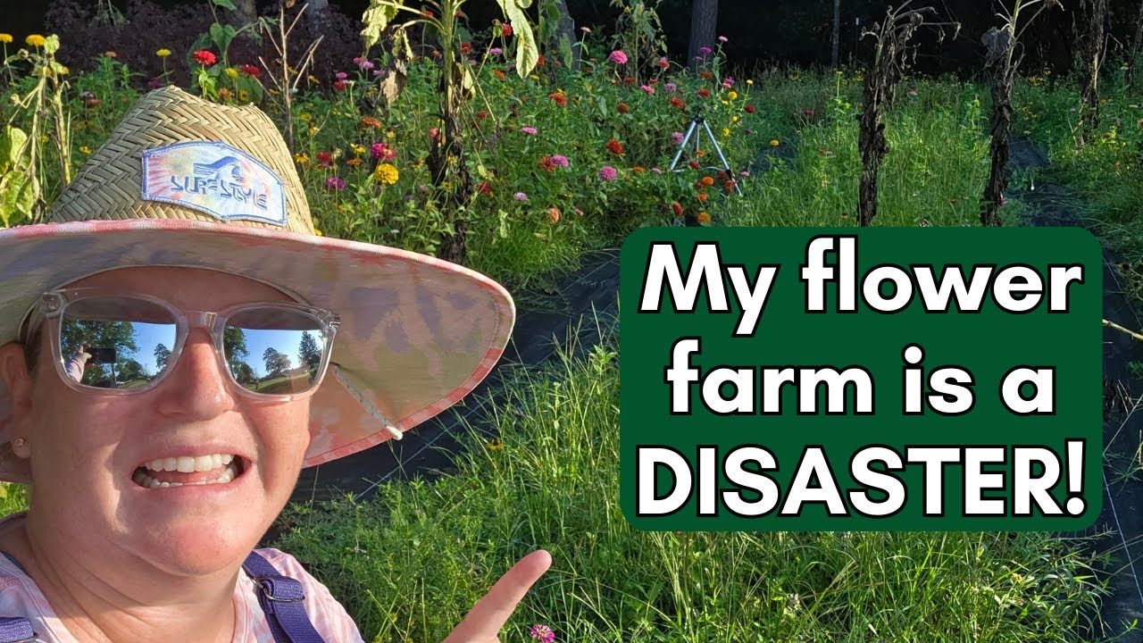 My flower farm is a disaster! The reality of a Texas flower farm in the dead heat of summer