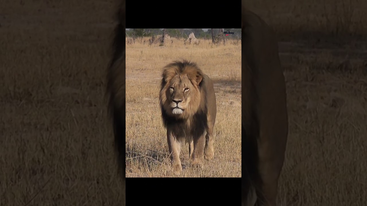 🦁Cecil Starts His First Battle☠️... 