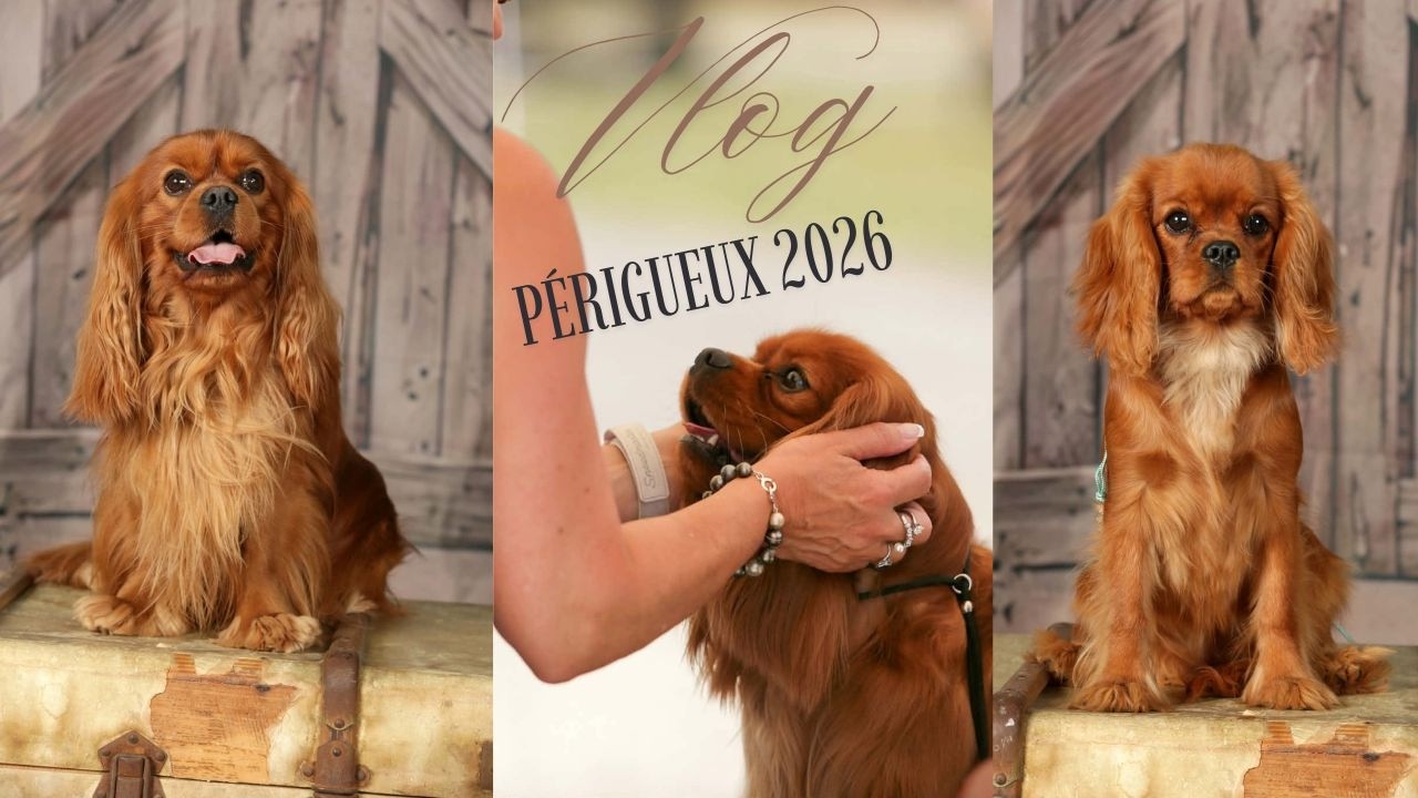 DOG SHOW : Périgueux 2026 // Cavalier King Charles