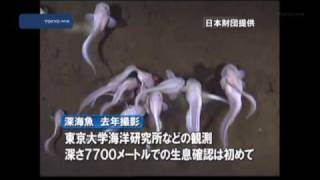 最も深い海底に　深海魚の生息確認