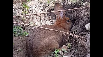 Qui creuse un terrier dans mon jardin ?