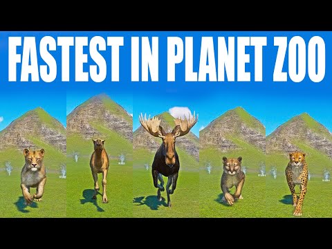 Fastest Animals in Planet Zoo speed Race in Planet Zoo INCLUDED Moose, Lion, Cheetah, Camel, Cougar